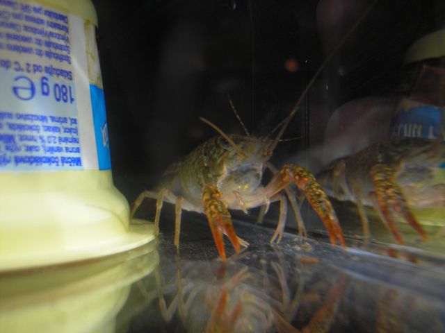 mini_clarkii.jpg