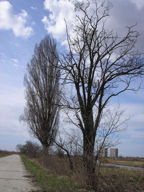 kab_fal.jpg