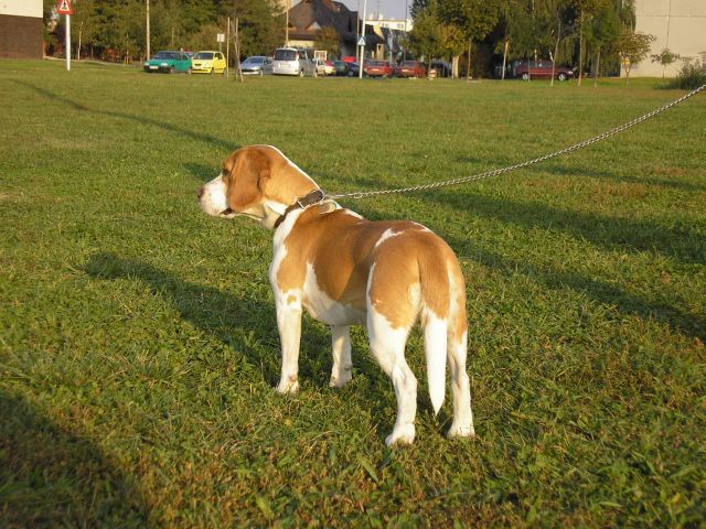 dog.jpg