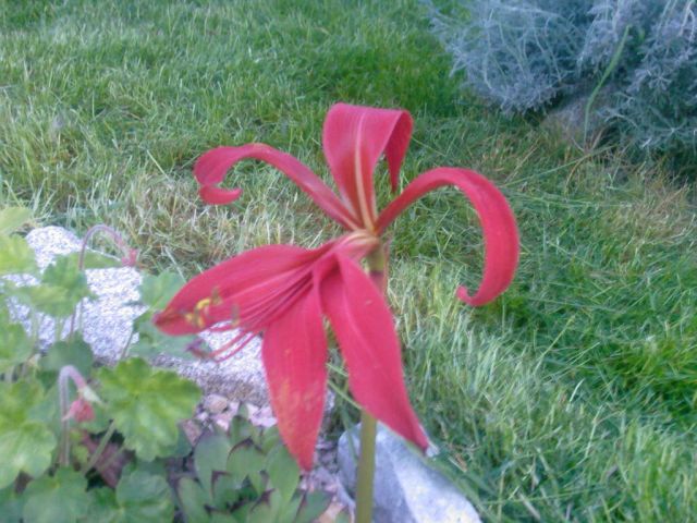 Sprekelia formosissima.jpg
