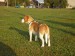 dog.jpg